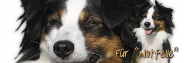 Spardose Miniature Australian Shepherd #2